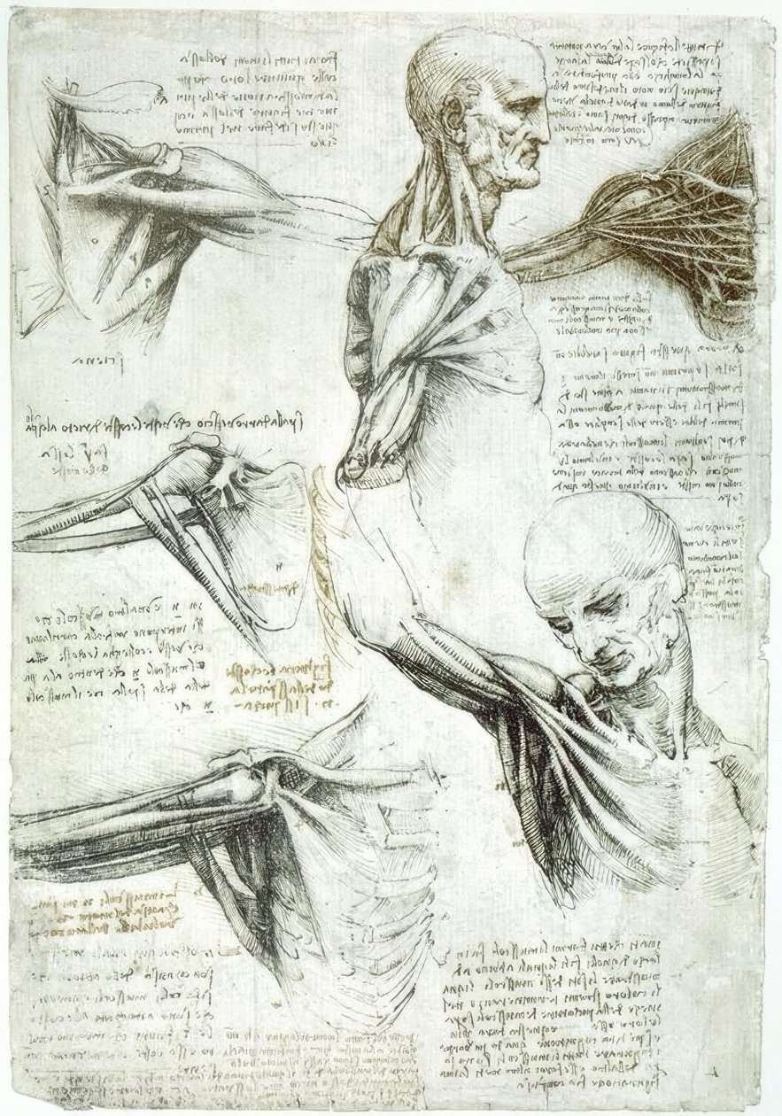 anatomi eğitimi by Leonardo da Vinci