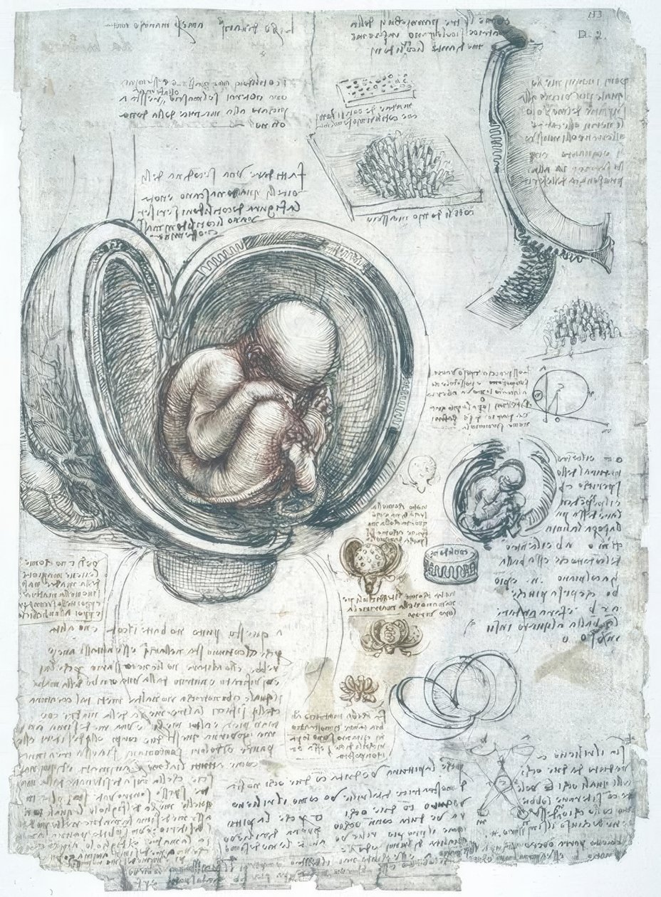 anatomi eğitimi by Leonardo da Vinci