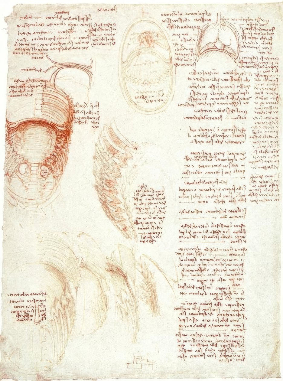 Anatomik çalışmalar: göğüs kafesi ve diyafram by Leonardo da Vinci