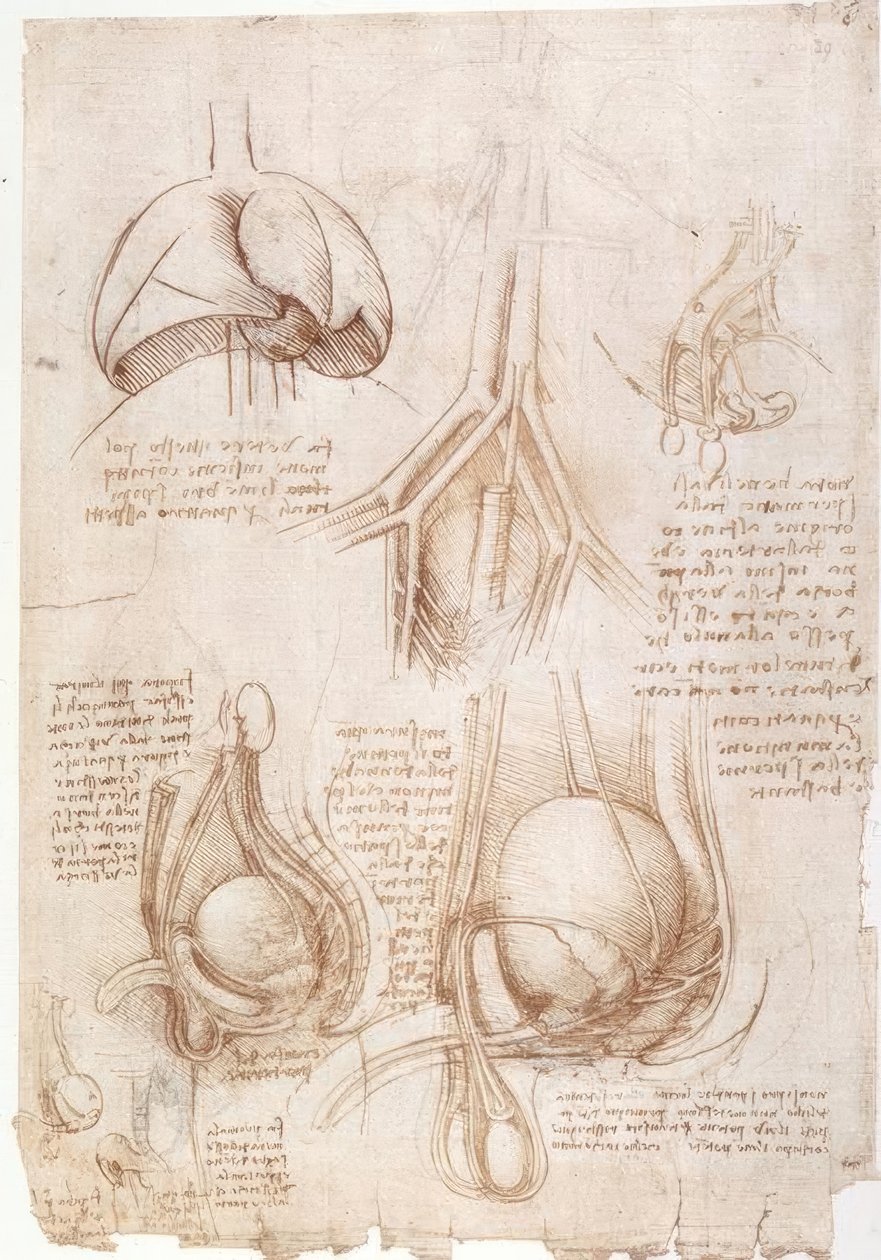 Anatomi çalışmaları: akciğerler, mesane ... by Leonardo da Vinci