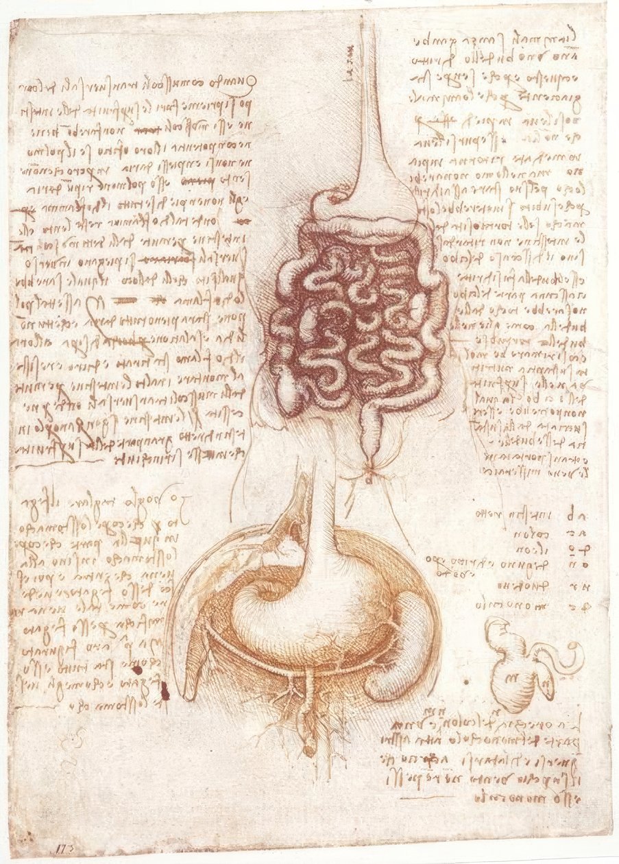 Anatomi Çalışmaları: Sindirim Sistemi by Leonardo da Vinci