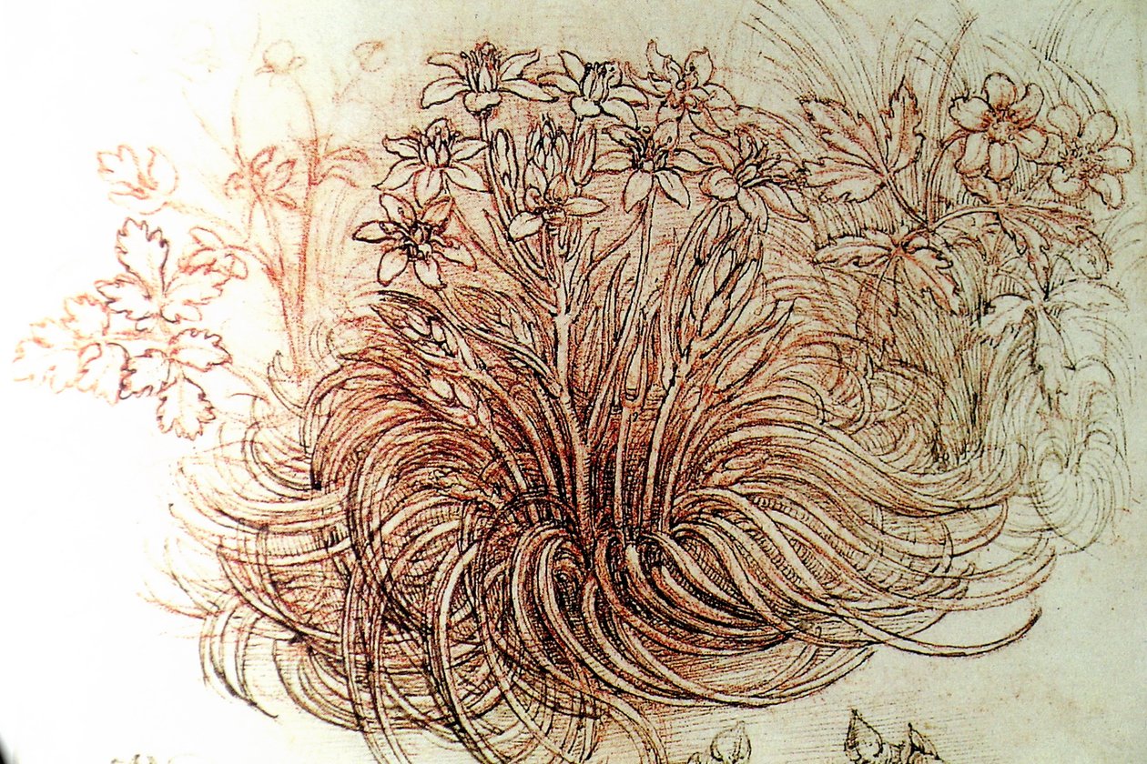 çiçek by Leonardo da Vinci