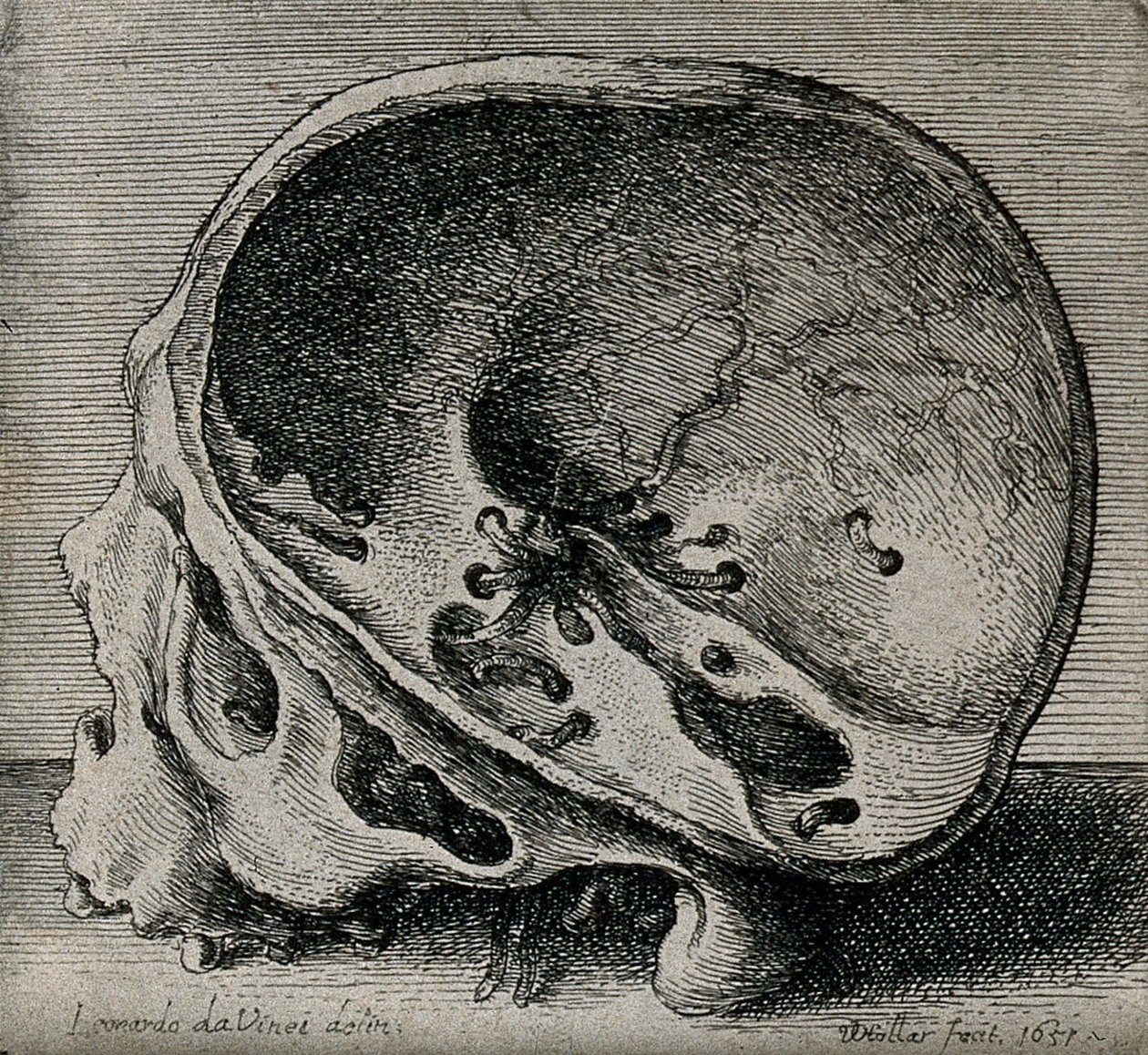 Profil görünümünde kafatasının kesiti by Leonardo da Vinci