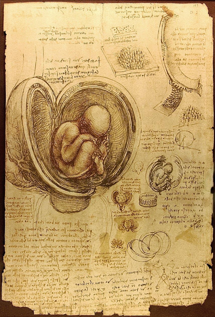 Embriyo Luc Viatoura Da Vinci Çalışmaları by Leonardo da Vinci