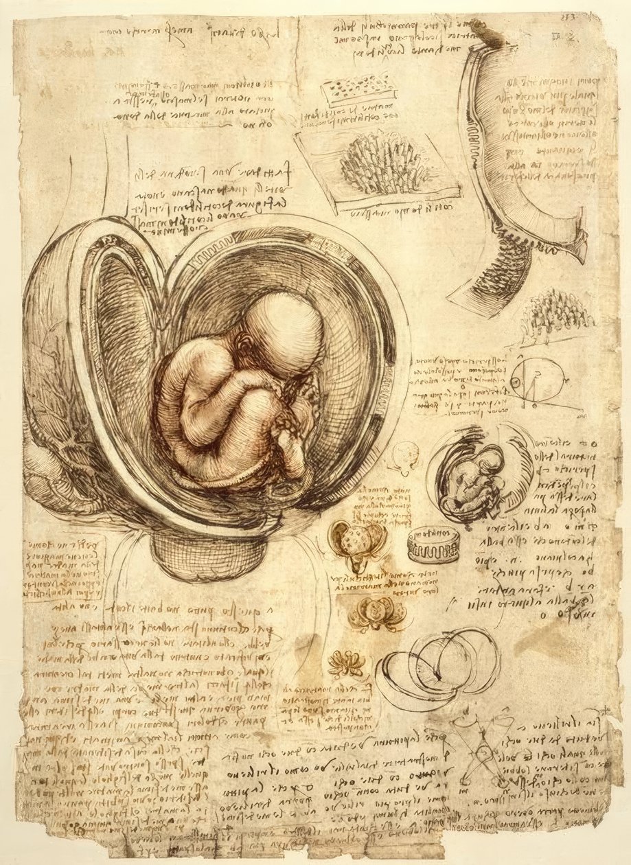Rahimdeki fetüs by Leonardo da Vinci