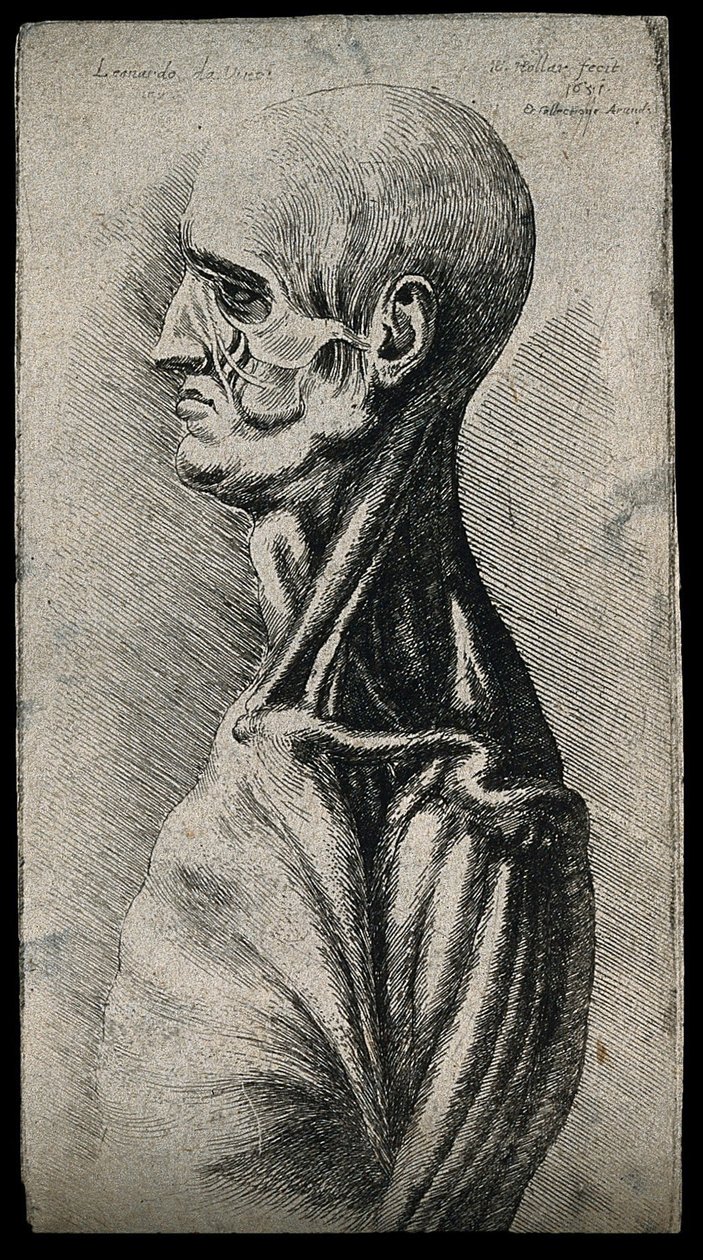Soldan görülen bir adamın başı ve omuzları by Leonardo da Vinci
