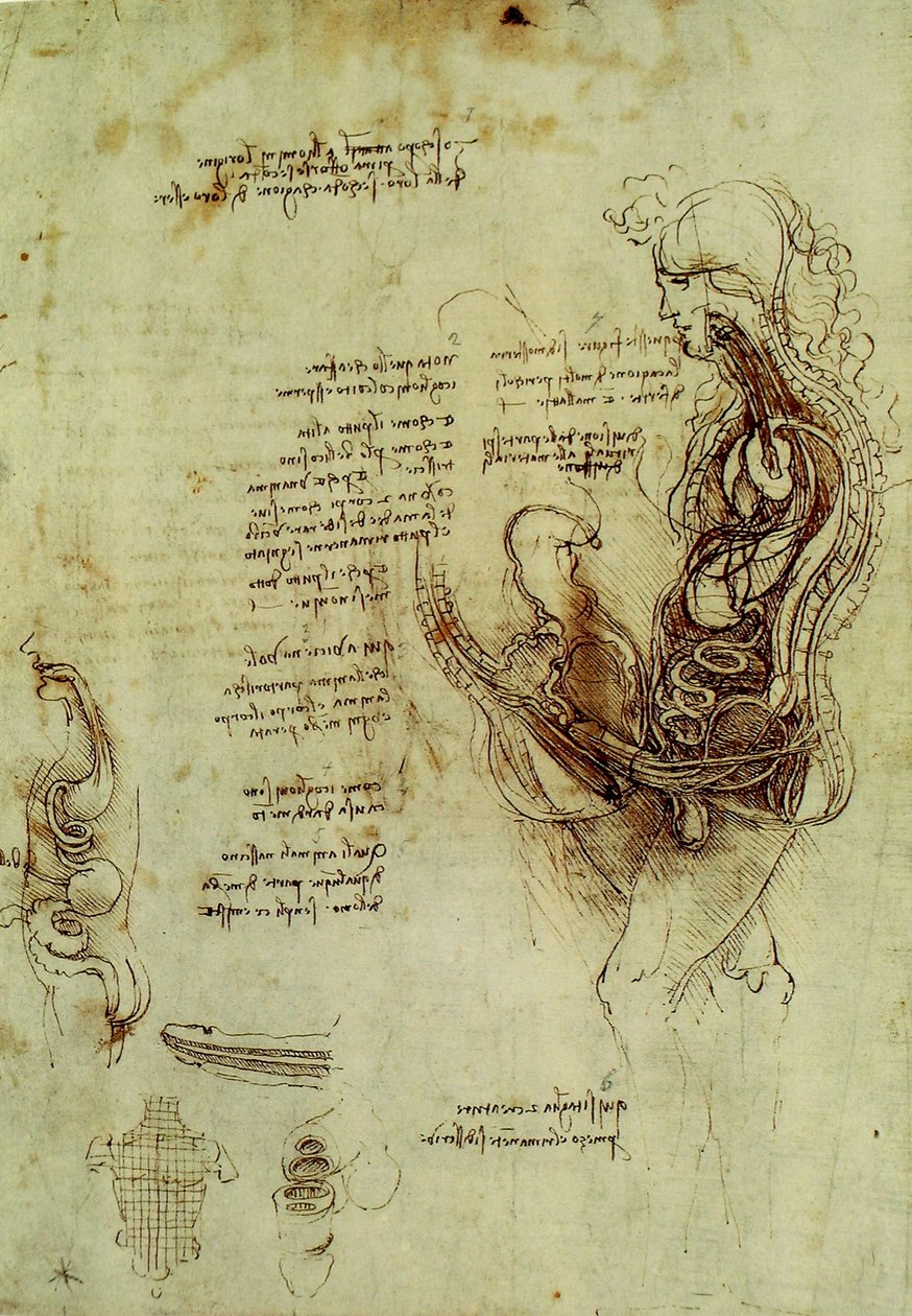 Erkek cinsel organları by Leonardo da Vinci