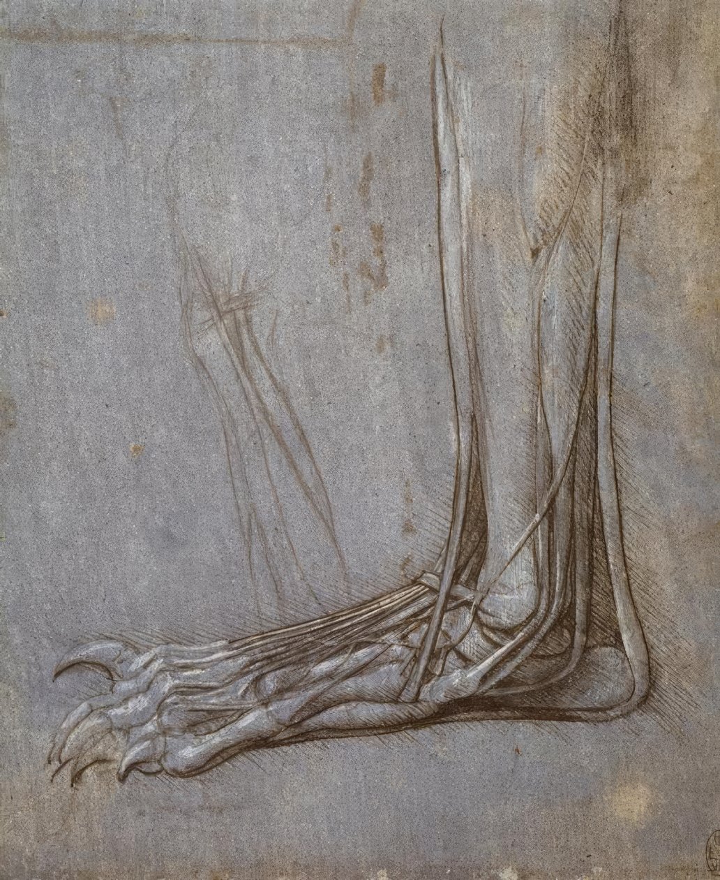 Bir ayının pençesinin ayak parmaklarının ekstansör tendonları by Leonardo da Vinci