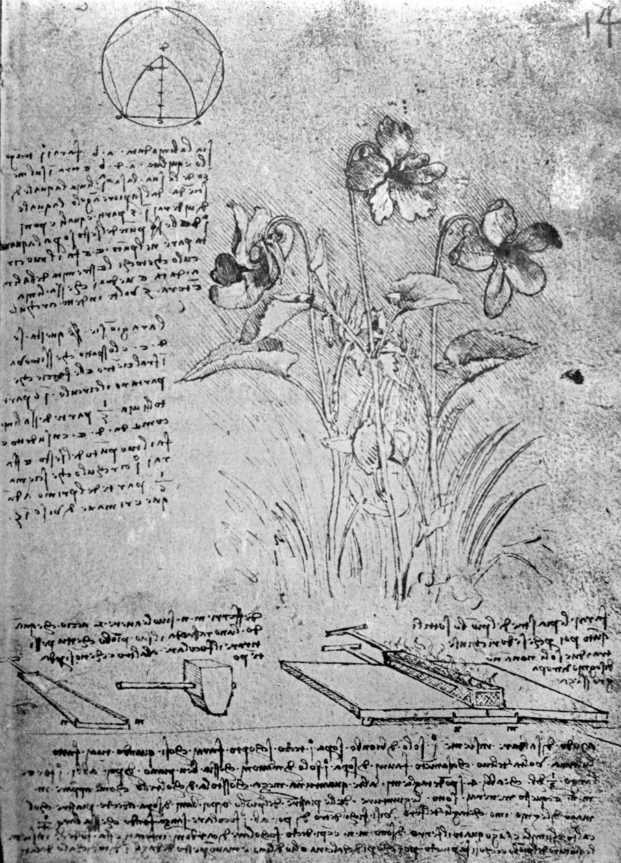 Viyola çalışmaları (Viola odorata ve Viola canina), fol. El Yazması B