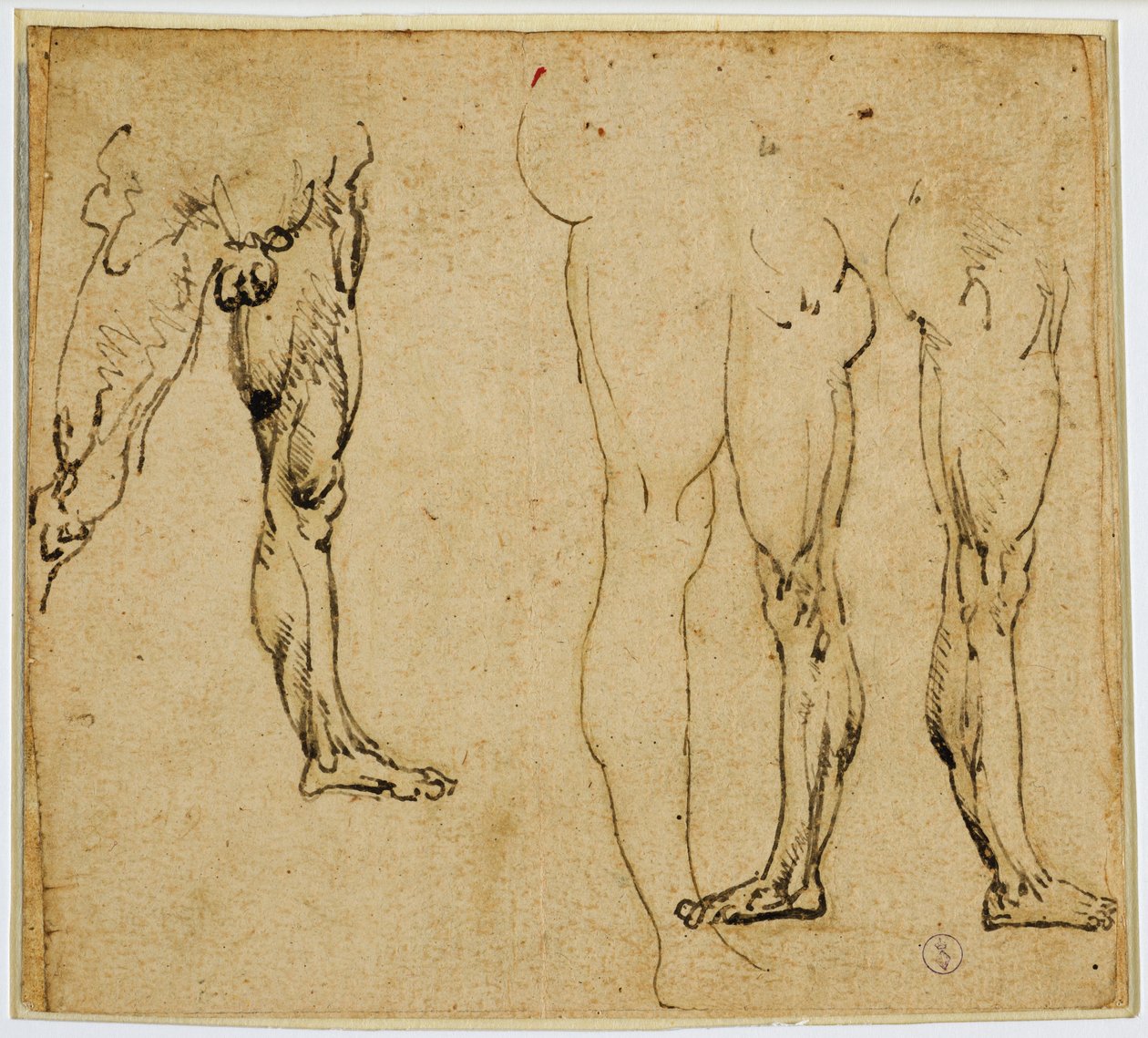 Erkeksi bacak çalışmaları, c. 1485-1487 (kağıt üzerinde metal uç izleri olan kalem ve mürekkep) by Leonardo da Vinci