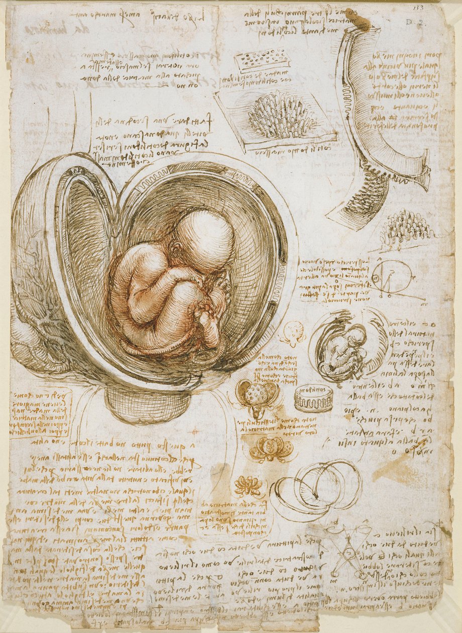 Rahimdeki Fetüsün Çalışmaları by Leonardo da Vinci