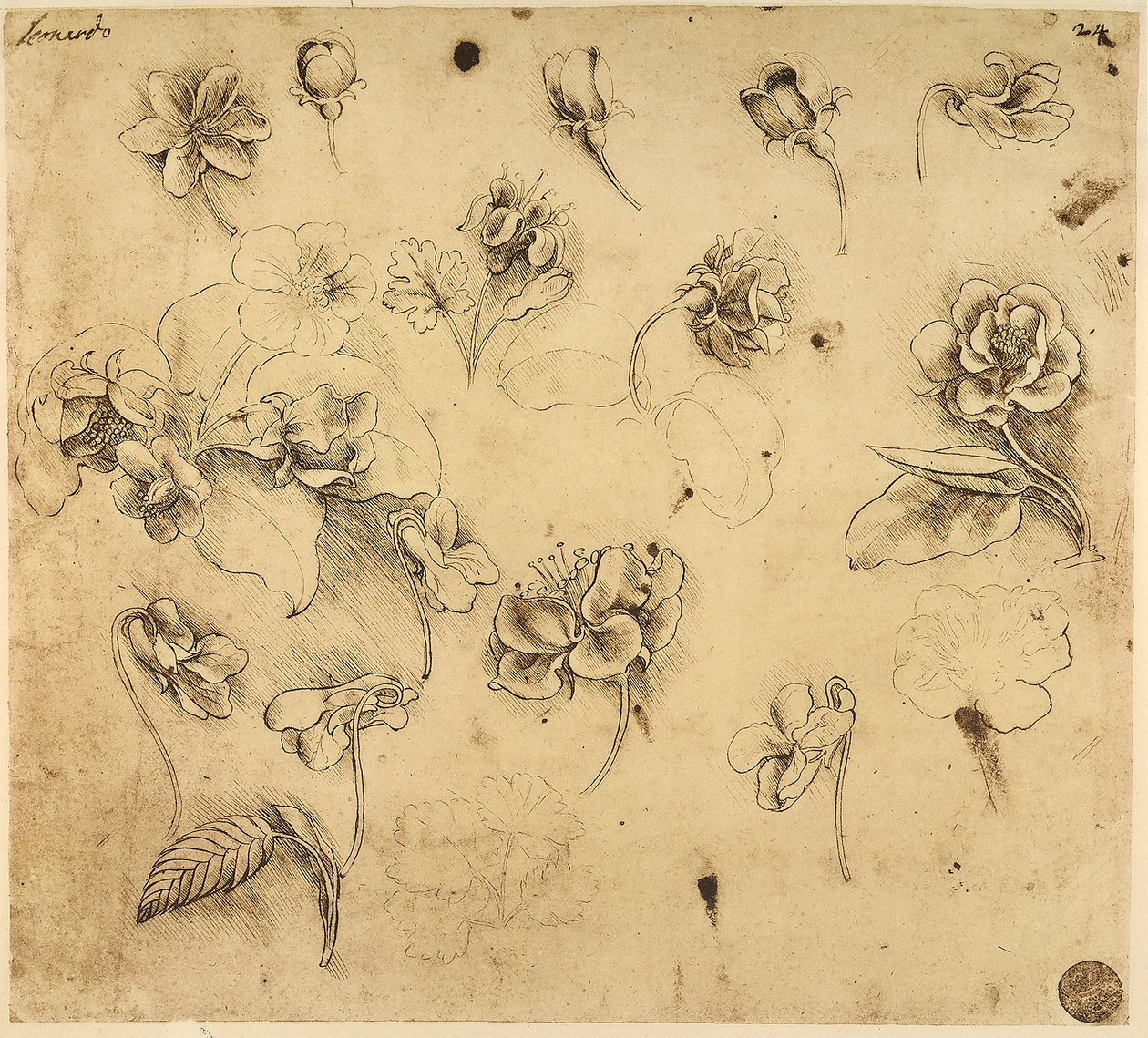 Çiçeklerin incelenmesi, sarımsı kağıt üzerine kalem çizimi, Leonardo da Vinci