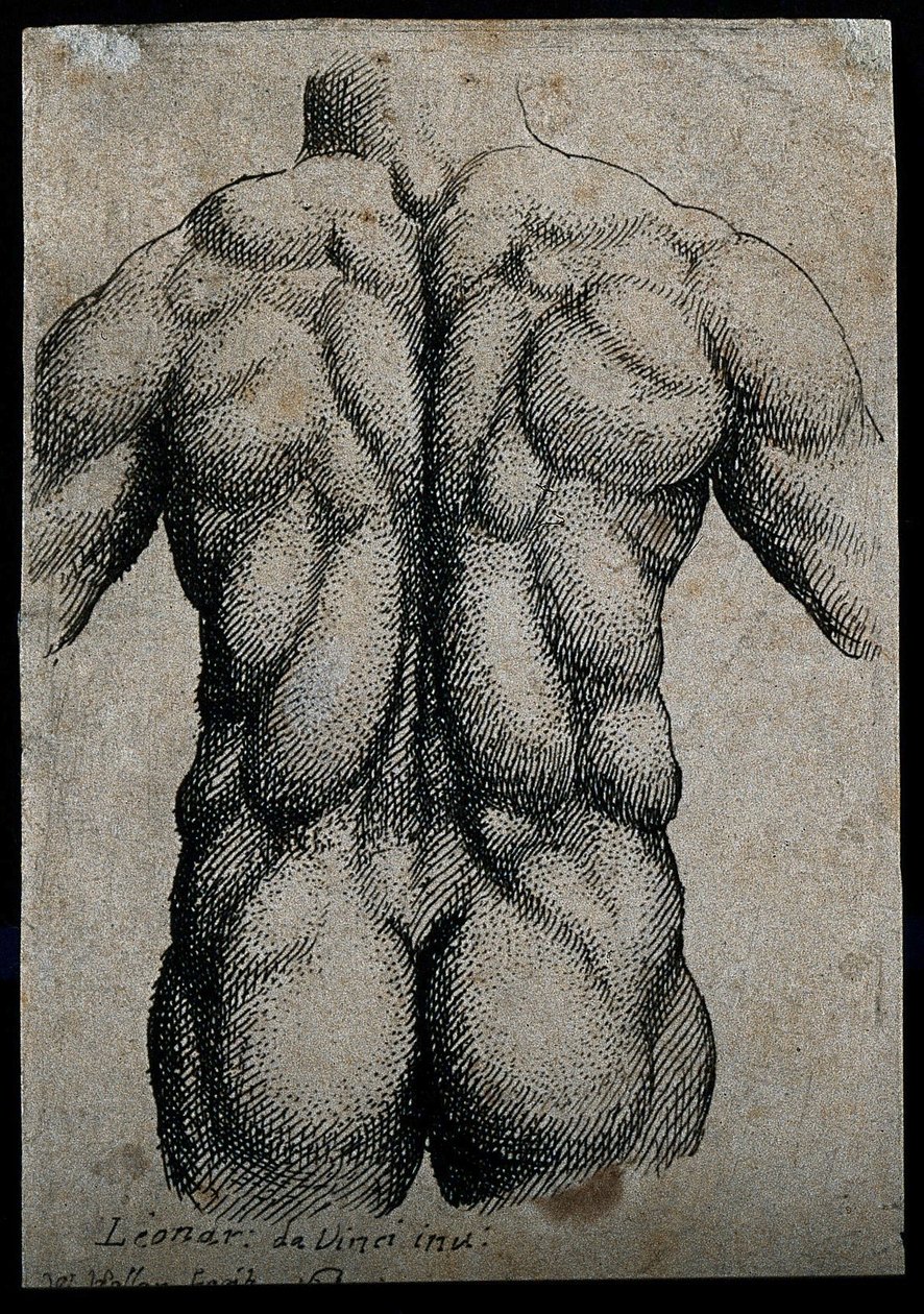 Arkadan görülen, kasları vurgulayan bir adamın gövdesi by Leonardo da Vinci