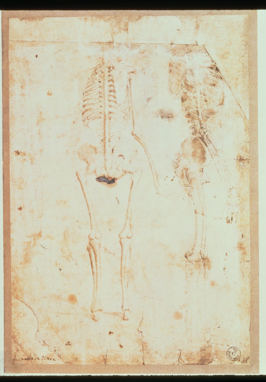Asılı bir iskeletin iki çalışması (yıkamalı kalem ve mürekkep) by Leonardo da Vinci
