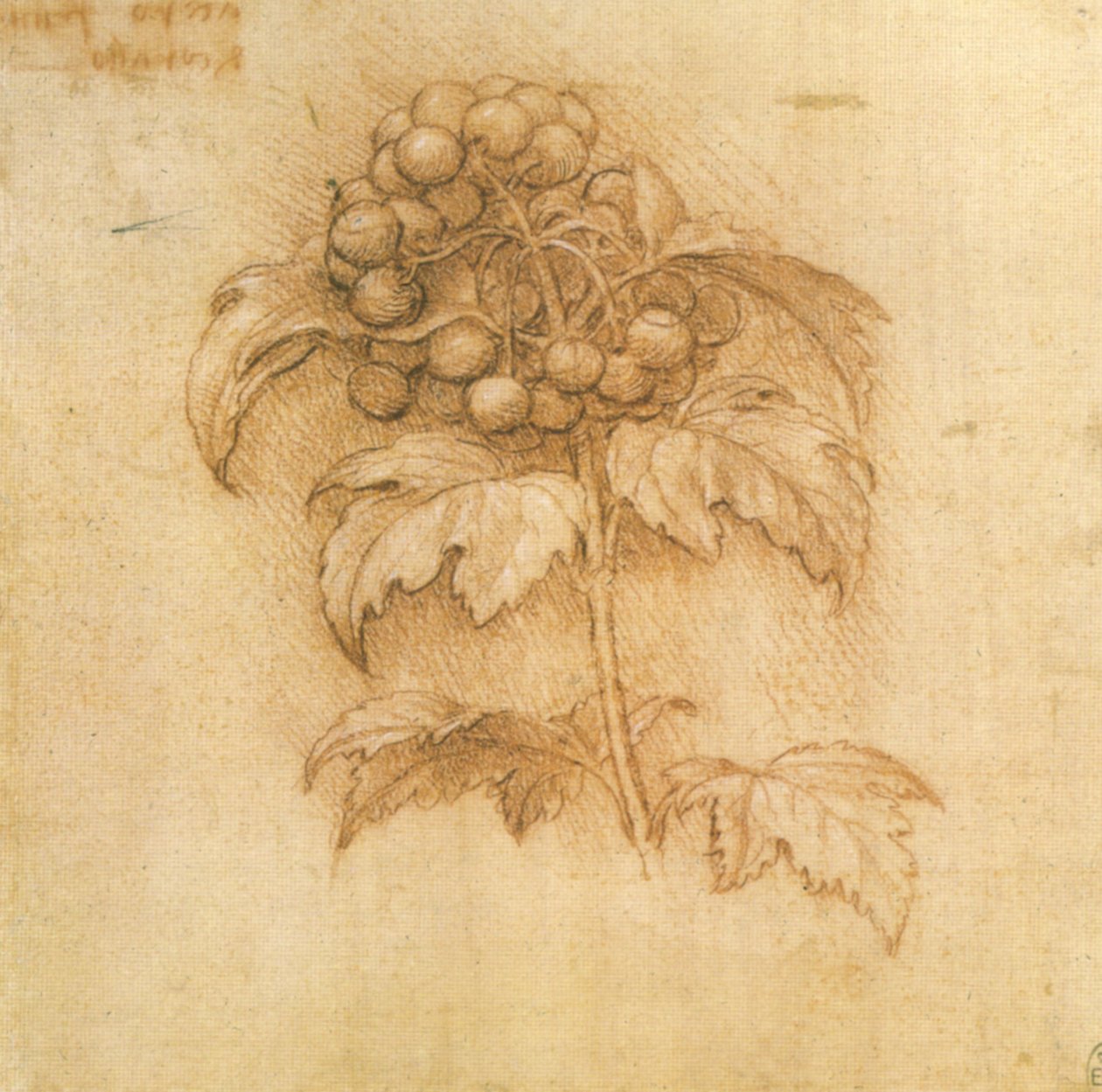 Yaban mersini by Leonardo da Vinci