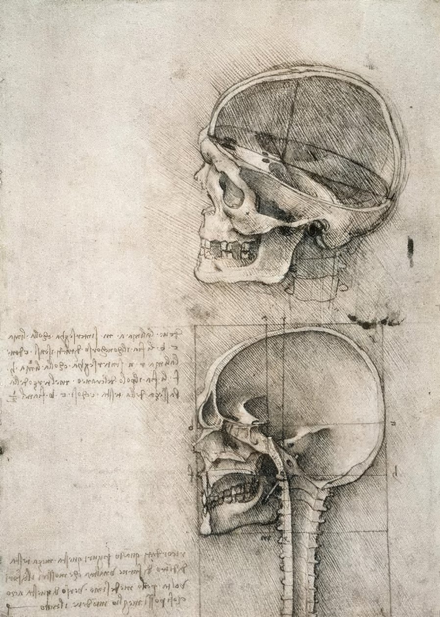 sağduyu by Leonardo da Vinci