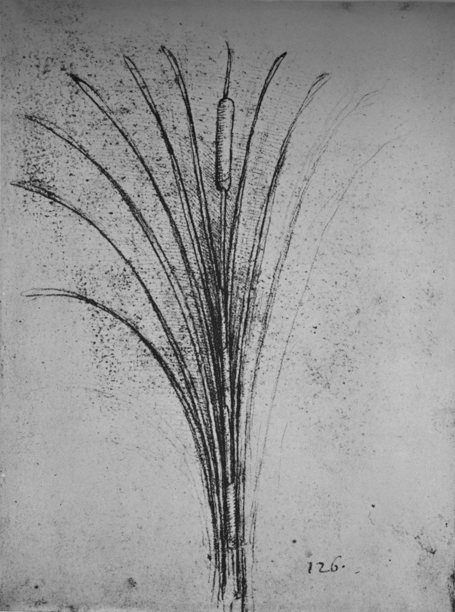 Bir Bulrush, c1480 1945 by Leonardo da Vinci
