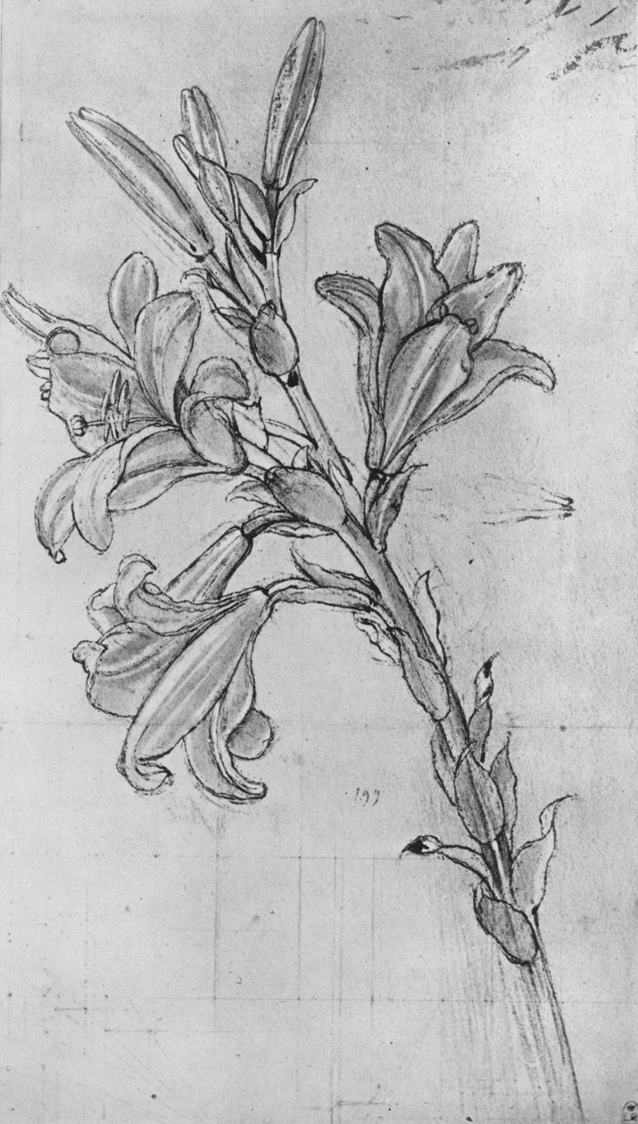 Bir Zambak, c1480 1945 by Leonardo da Vinci