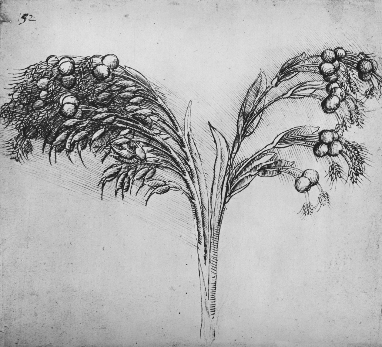 Uzun Saplı Bir Bitki, c1480 1945 by Leonardo da Vinci