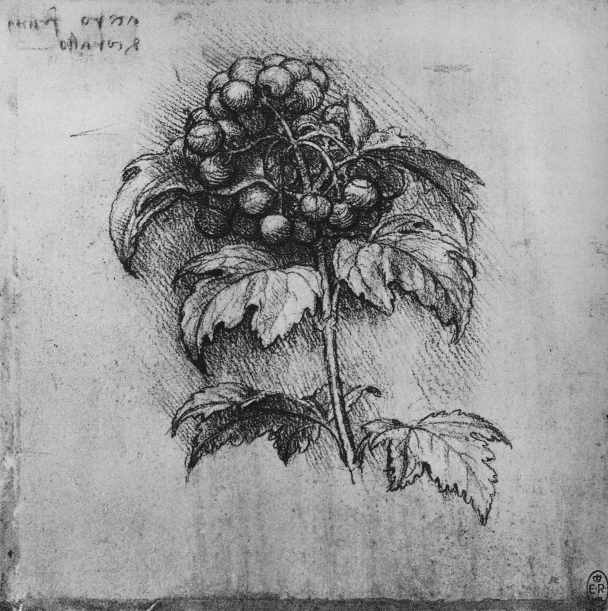 Bir Bitkinin Spreyi, c1480 1945 by Leonardo da Vinci