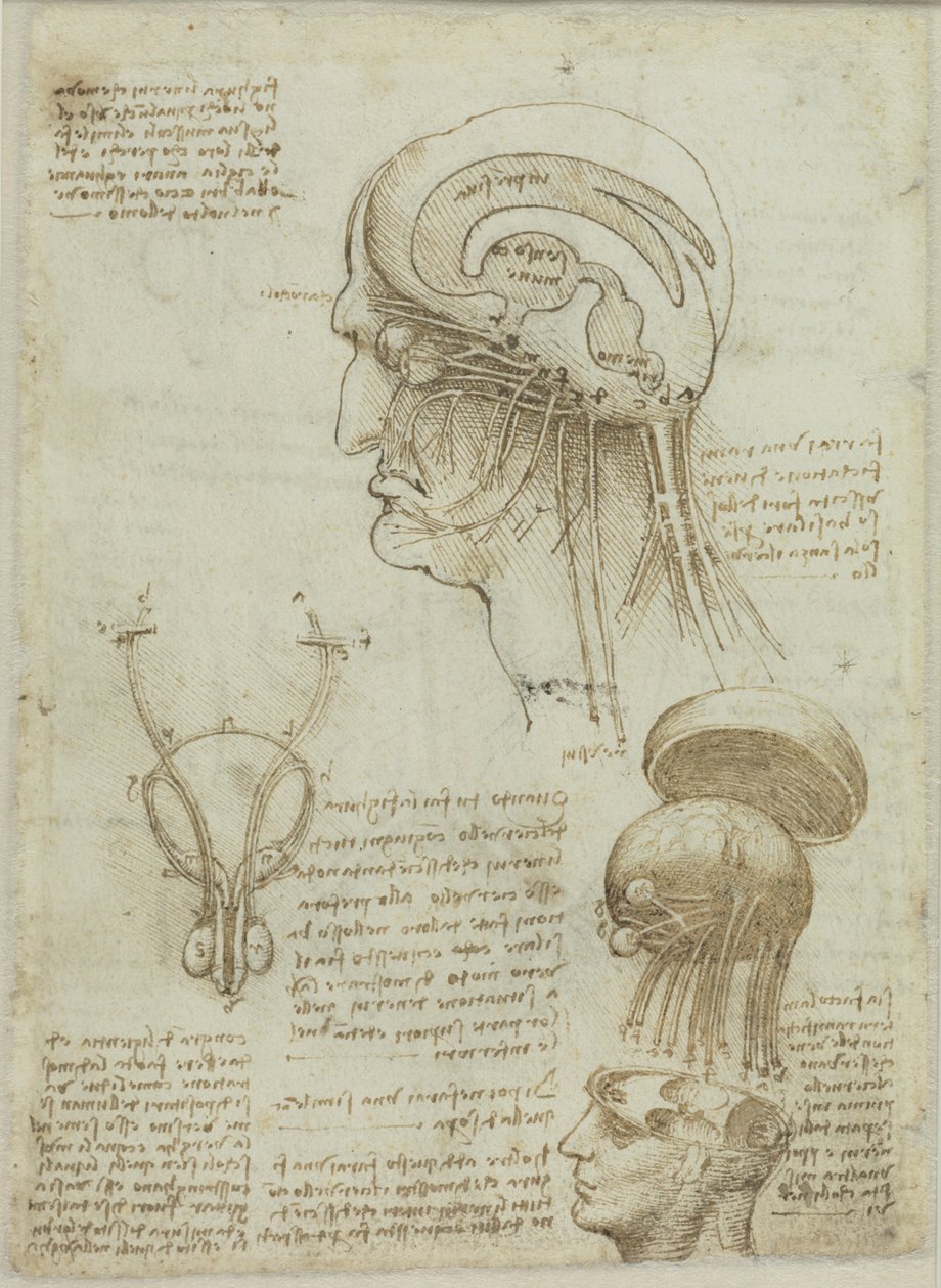 Anatomik çizimler ve notlar içeren bir el yazması sayfası, 1506-1508. by Leonardo da Vinci