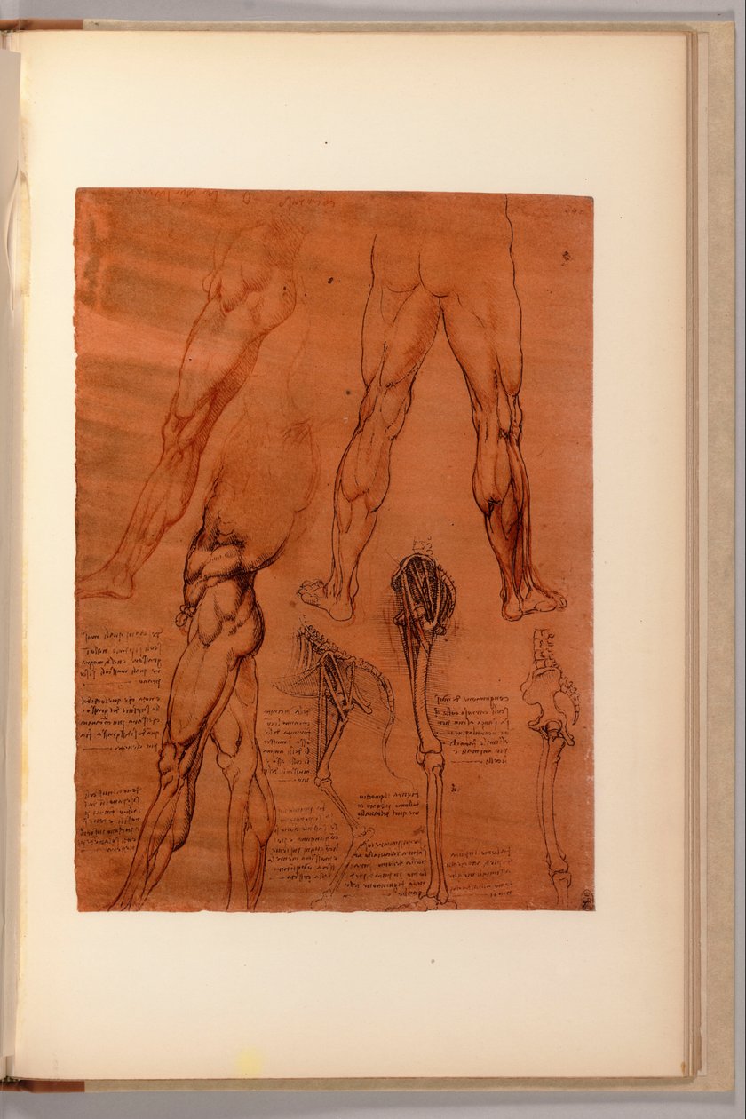 "Quaderni d" Anatomy