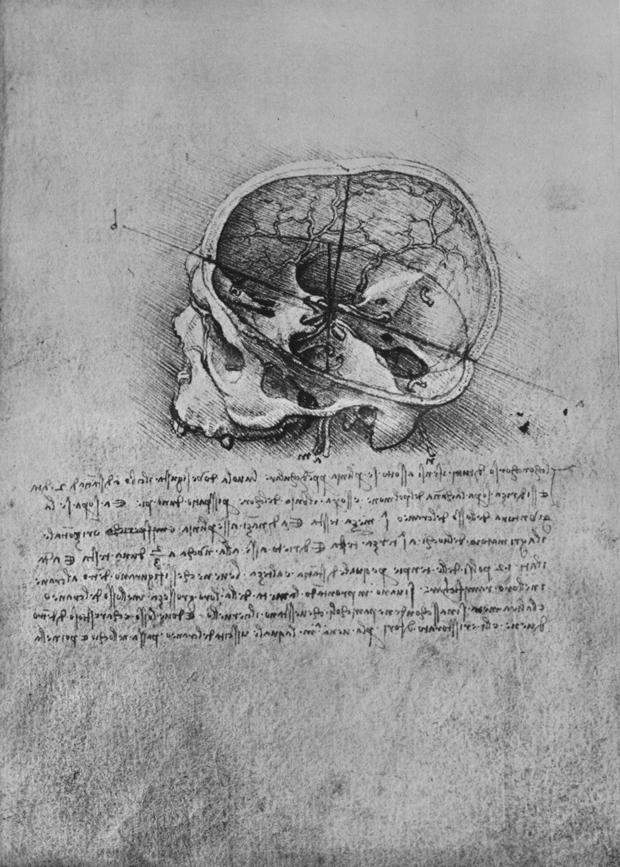 Sola Bir Kafatasının Anatomik Çizimi, c1480 1945 by Leonardo da Vinci