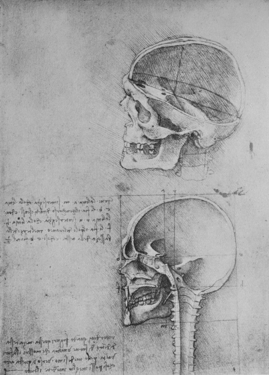 Soldaki Profilde İki Kafatasının Anatomik Çizimi, c1480 1945 by Leonardo da Vinci