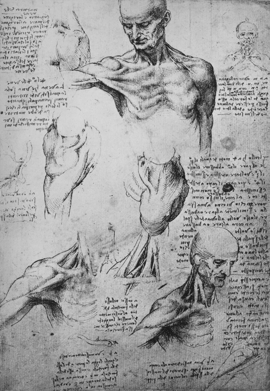 Bir Adamın Boyun ve Omuzlarının Anatomik Çizimleri, c1480 1945 by Leonardo da Vinci