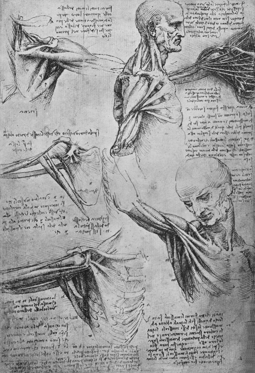 Bir Adamın Boyun ve Omuzlarının Anatomik Çalışmaları, c1480 1945 by Leonardo da Vinci