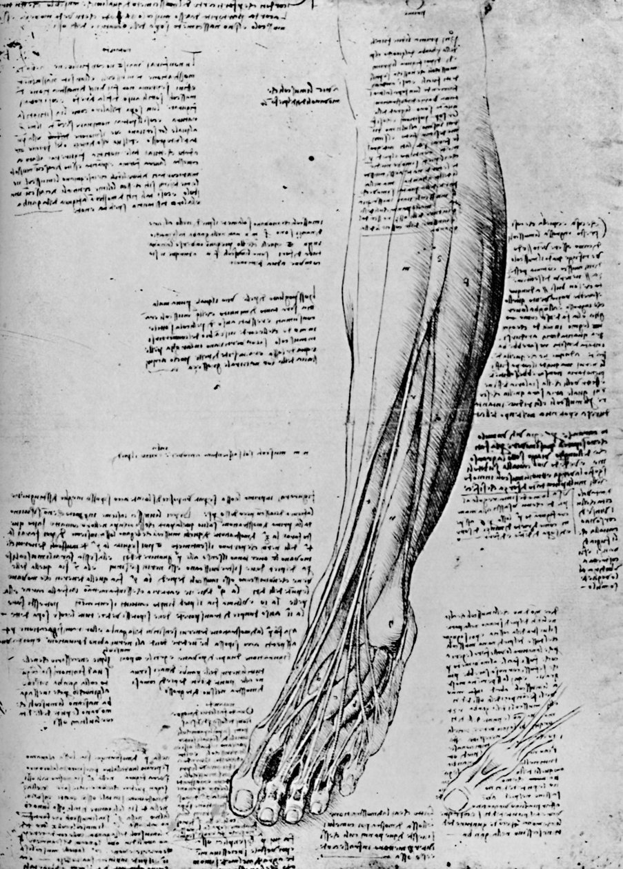 Ayak Kaslarının Anatomik Çalışması, 1928 by Leonardo da Vinci