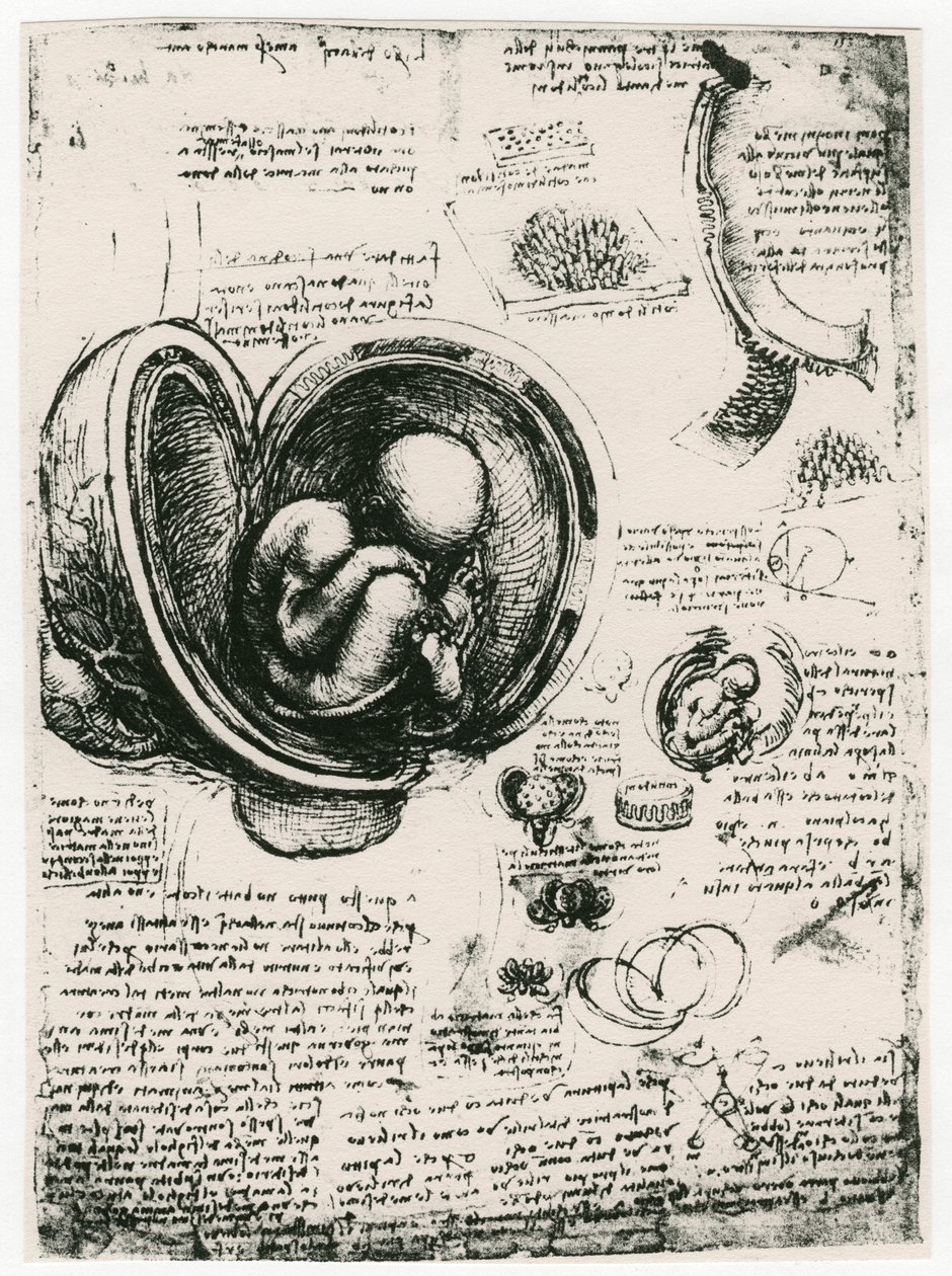 Rahimdeki bir insan fetüsünün anatomik çizimi, c1510 by Leonardo da Vinci