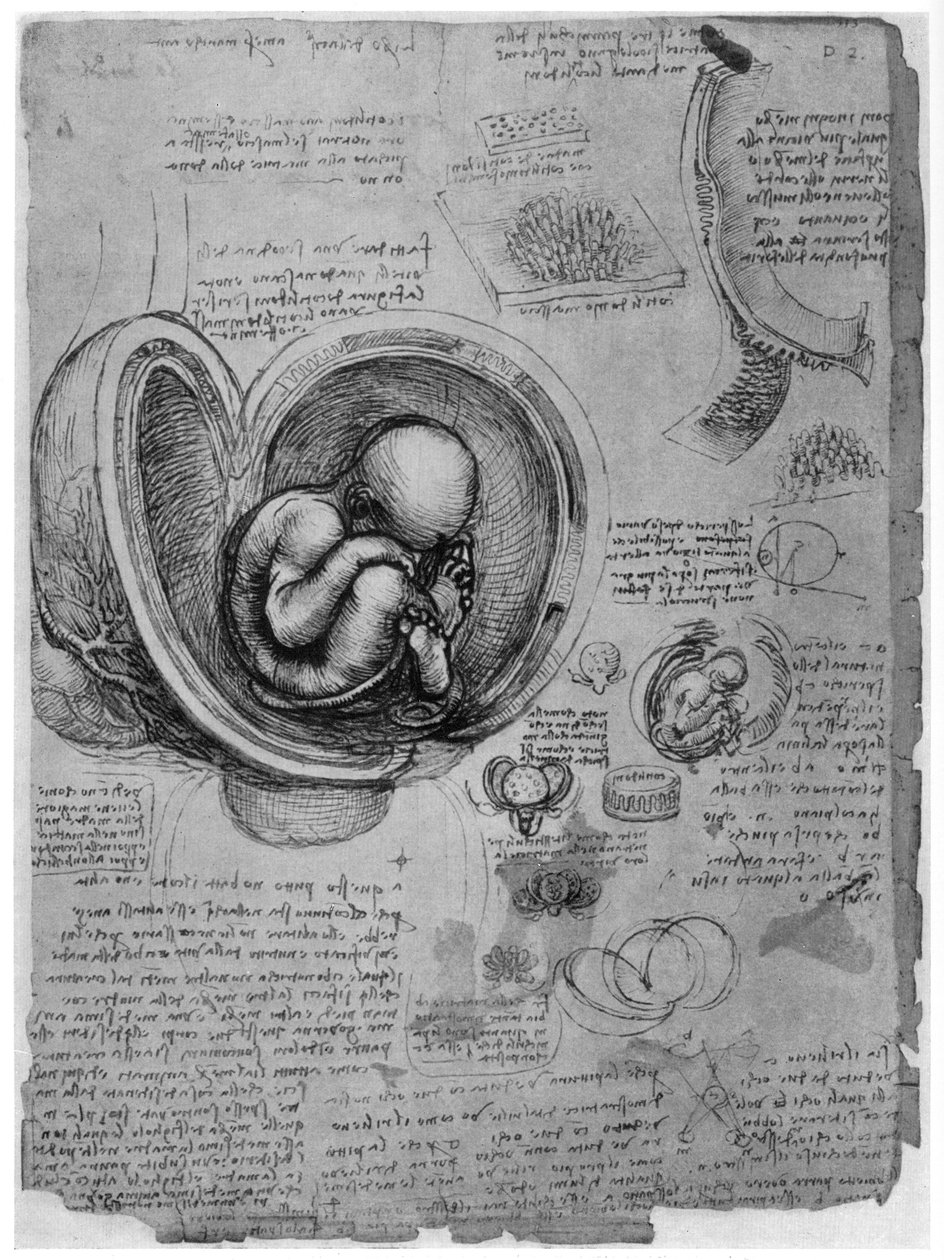 Rahimdeki bir insan fetüsünün anatomik çizimi, c1510 1954 by Leonardo da Vinci