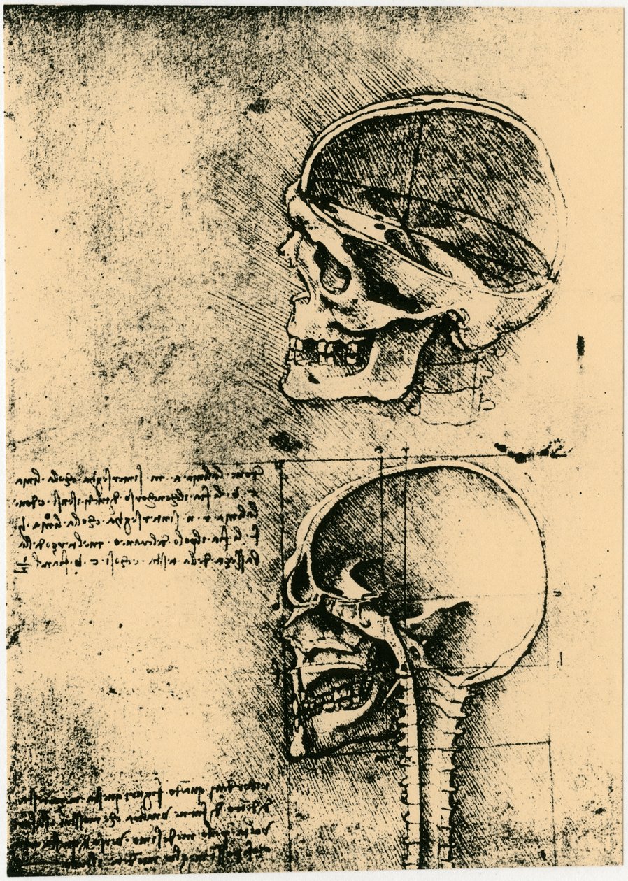 Anatomik taslak, bir insan kafatasının iki çalışması, c1489 by Leonardo da Vinci