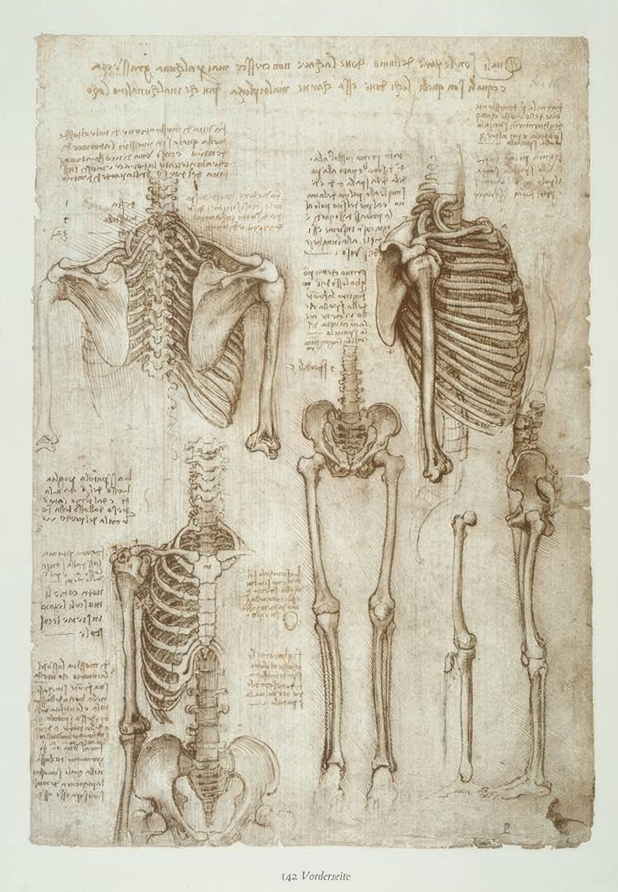 anatomi eğitimi by Leonardo da Vinci