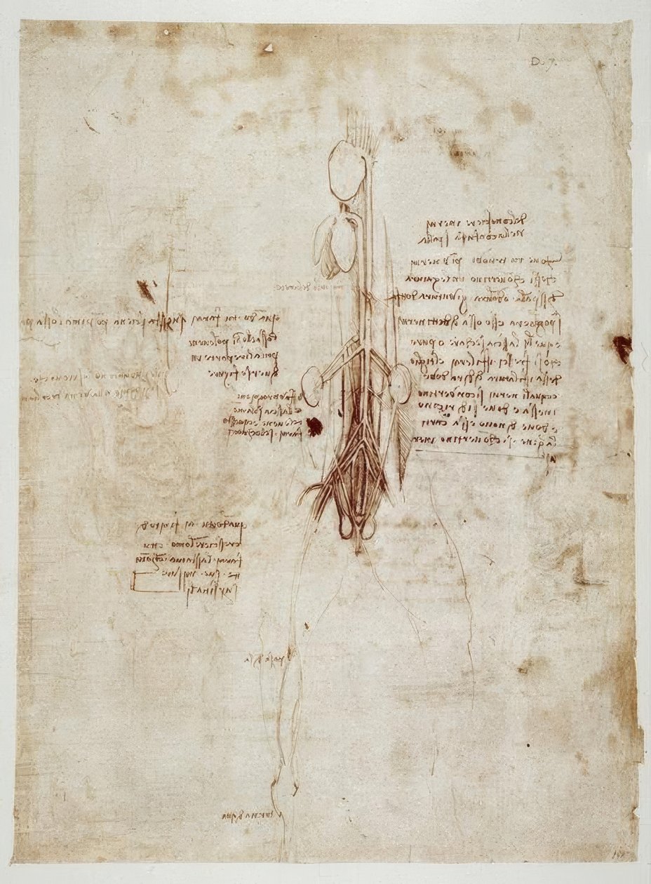 anatomi eğitimi by Leonardo da Vinci