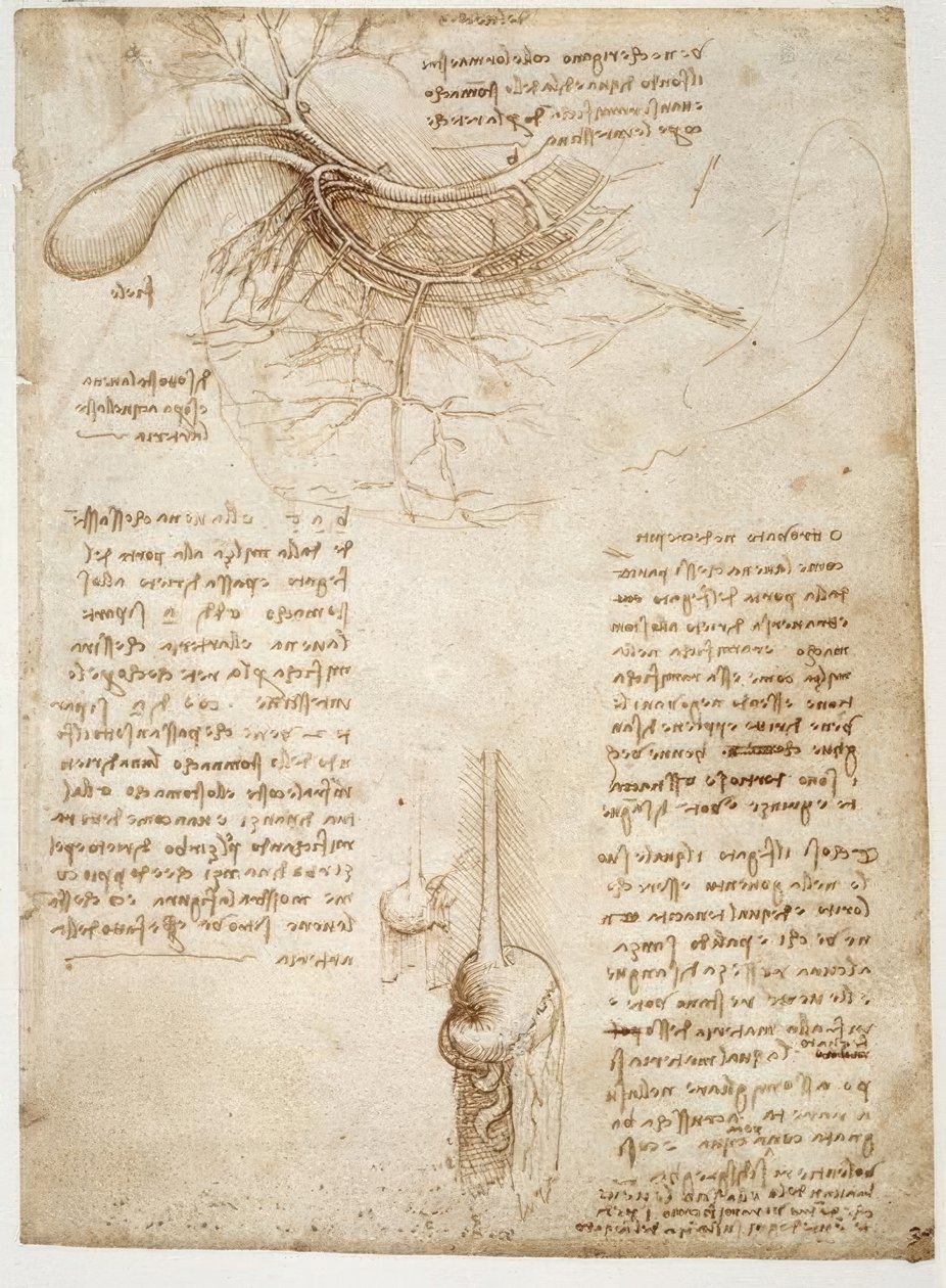 anatomi eğitimi by Leonardo da Vinci