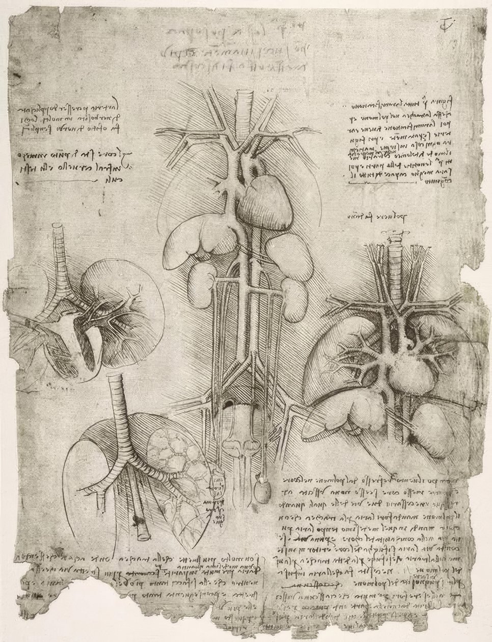 anatomi eğitimi by Leonardo da Vinci
