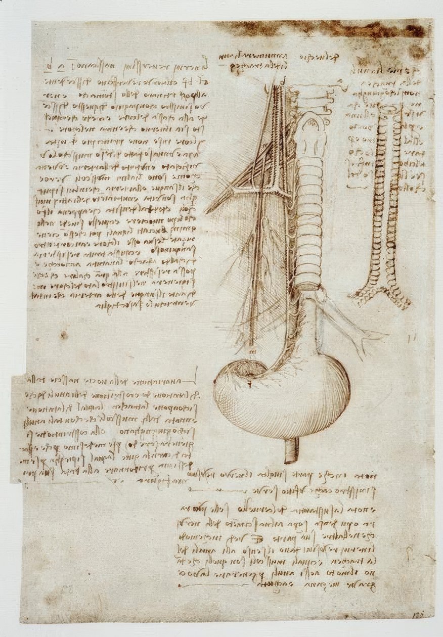 anatomi eğitimi by Leonardo da Vinci