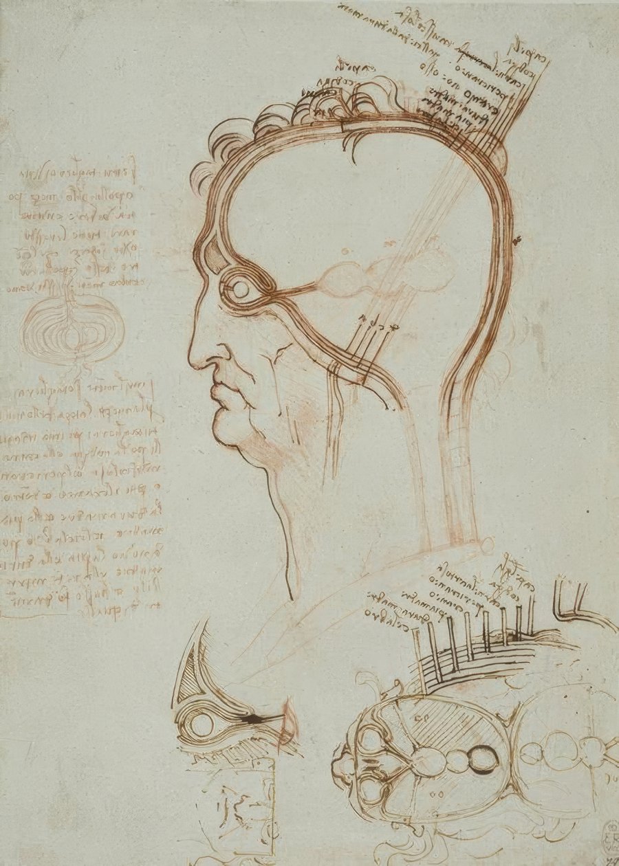 anatomi eğitimi by Leonardo da Vinci