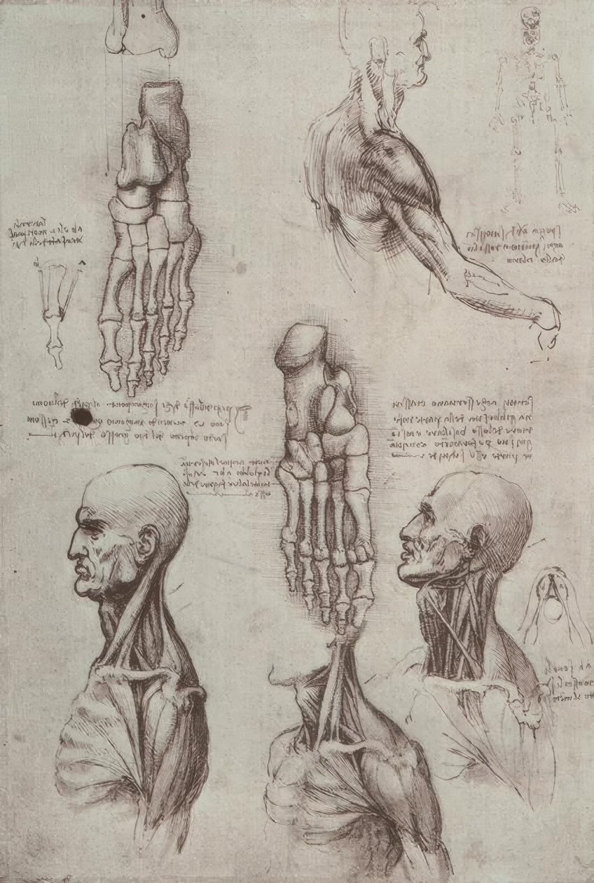 anatomi eğitimi by Leonardo da Vinci