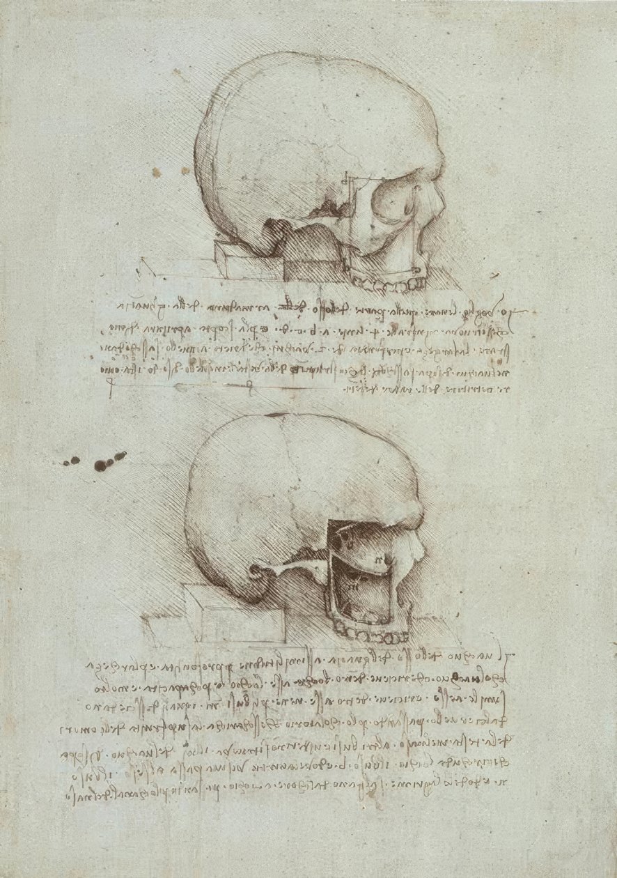 anatomi eğitimi by Leonardo da Vinci
