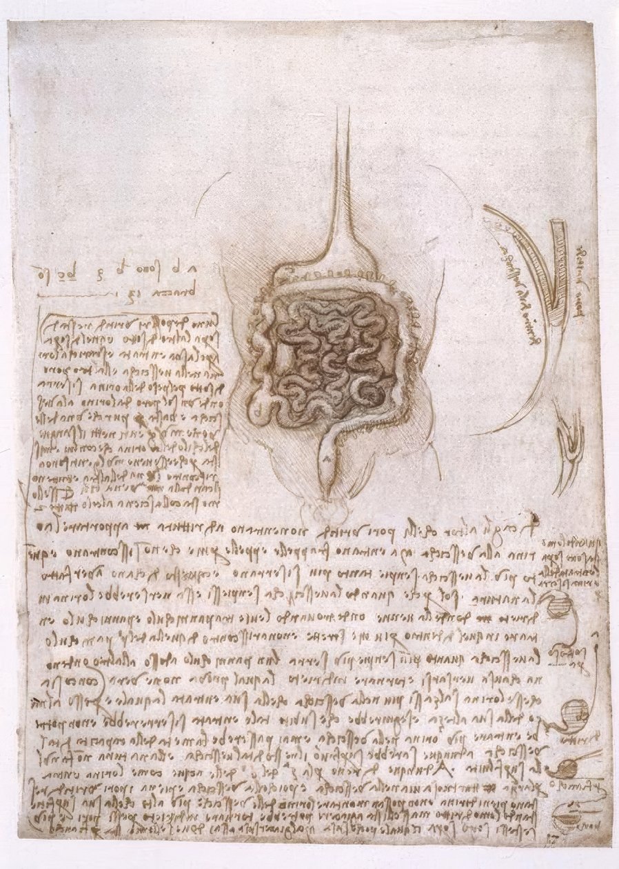 anatomi eğitimi by Leonardo da Vinci