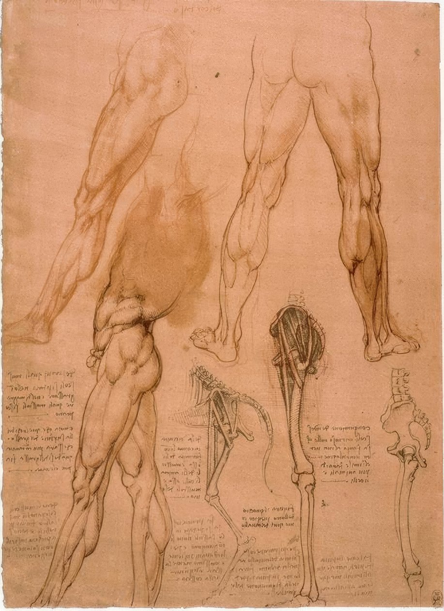 Anatomiestudien: Beinmuskulatur by Leonardo da Vinci