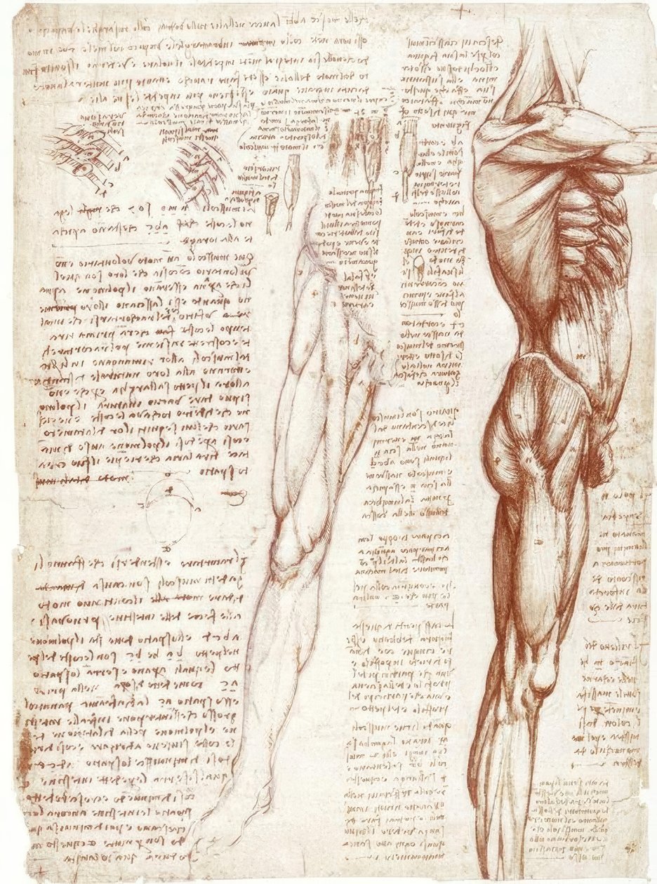 Anatomi Çalışmaları: Gövde ve Bacak Kasları by Leonardo da Vinci