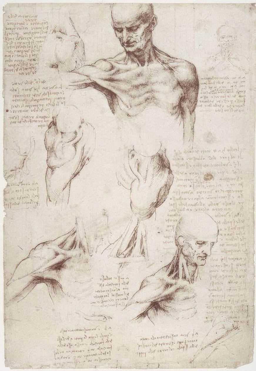 Anatomi çalışmaları: boyun ve omuzun yüzey kasları by Leonardo da Vinci