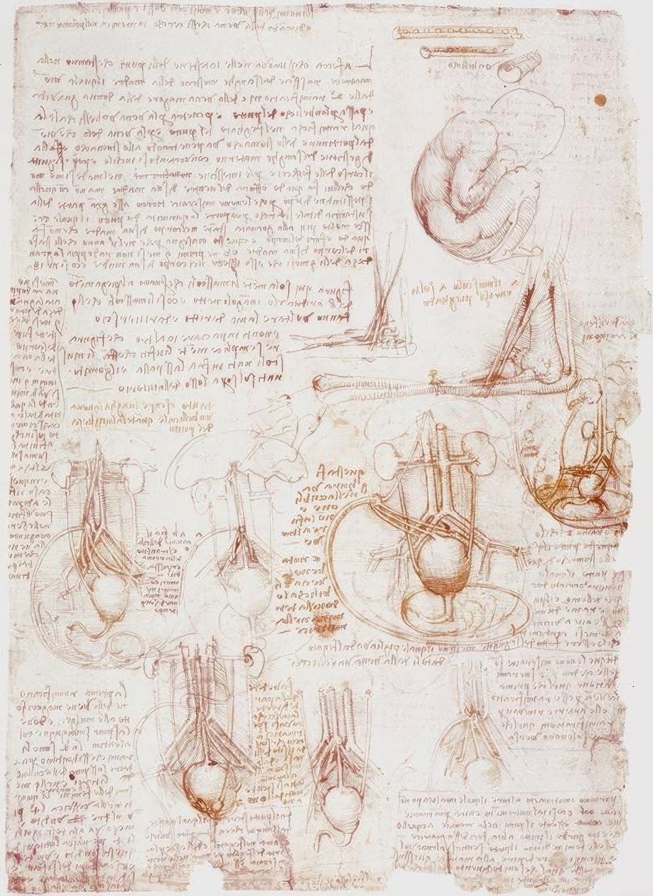 Anatomi Çalışmaları: Göbek Kordonu / Fetus ... by Leonardo da Vinci