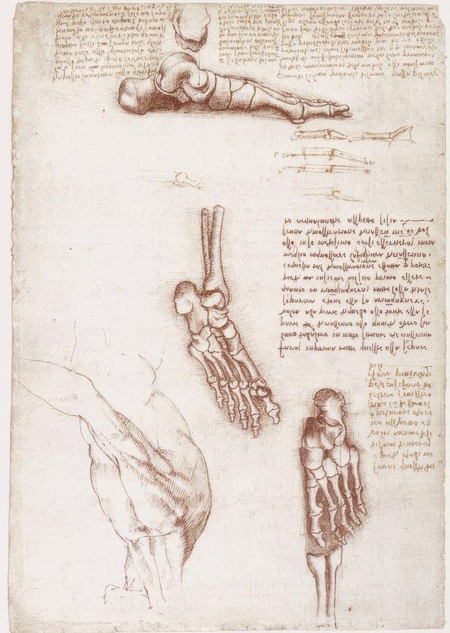 Anatomi Çalışmaları: Omuz Yüzey Anatomisi / Ayak Kemikleri by Leonardo da Vinci