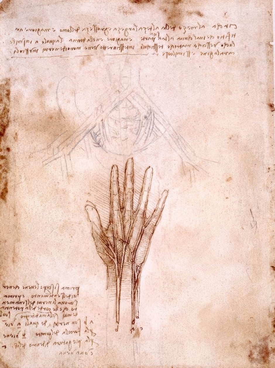 Anatomi çalışmaları: pelvik damarların taslağı ... by Leonardo da Vinci
