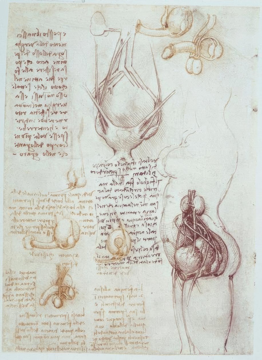 Anatomi Çalışmaları: Erkek ve Kadın Genitalinin Karşılaştırmalı Temsilleri by Leonardo da Vinci